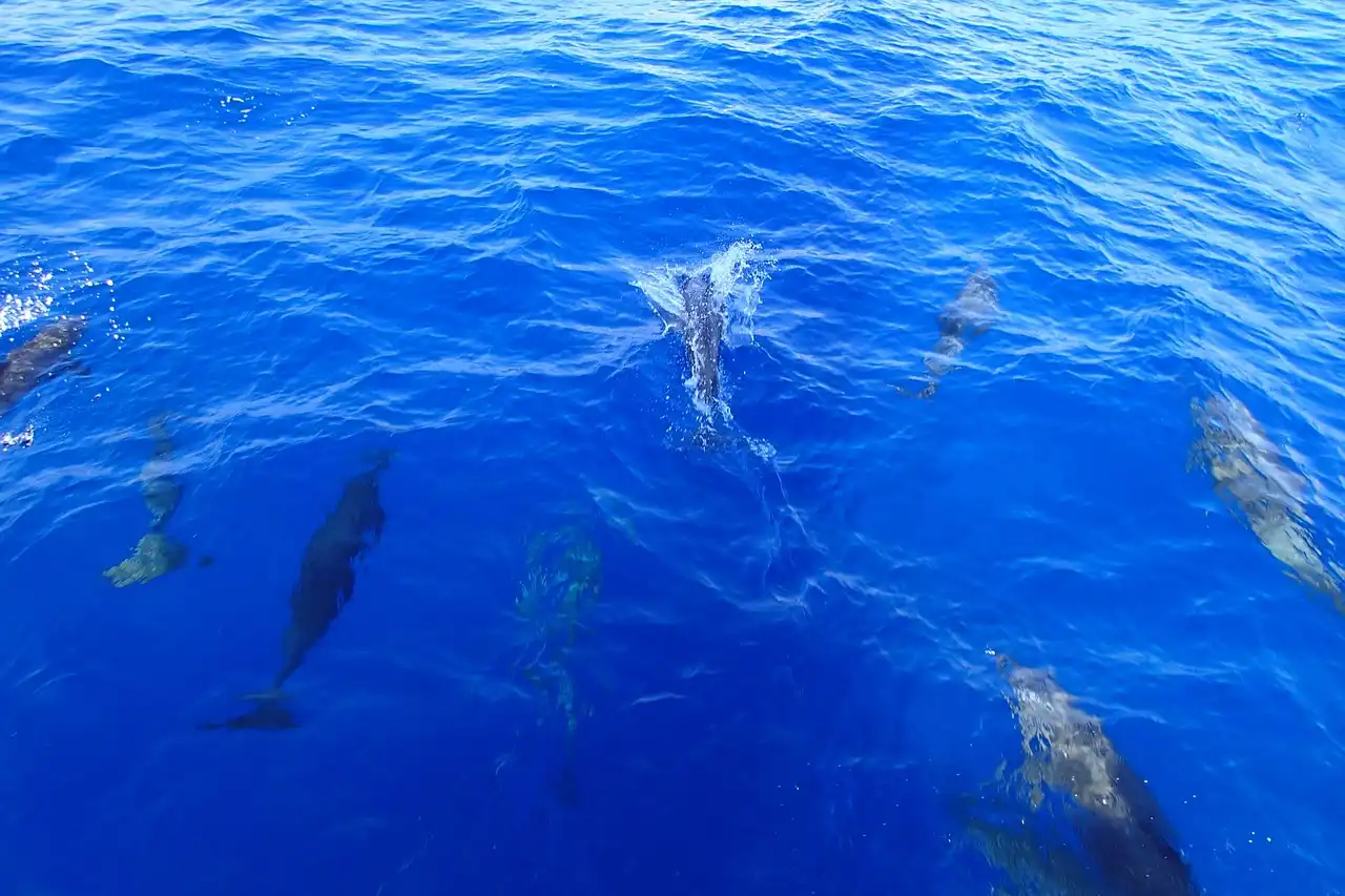 Manada de delfines en el agua / Foto: PB