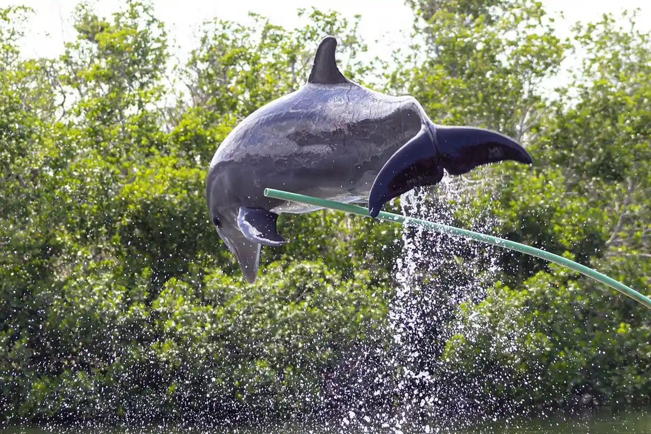 Curiosidades de los delfines: Delfín realizando un salto / Fuente: PB