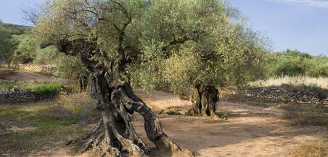 Olivos. Algunos de los ejemplares bordean la calzada de la Via Augusta romana / Foto: Josep Cano