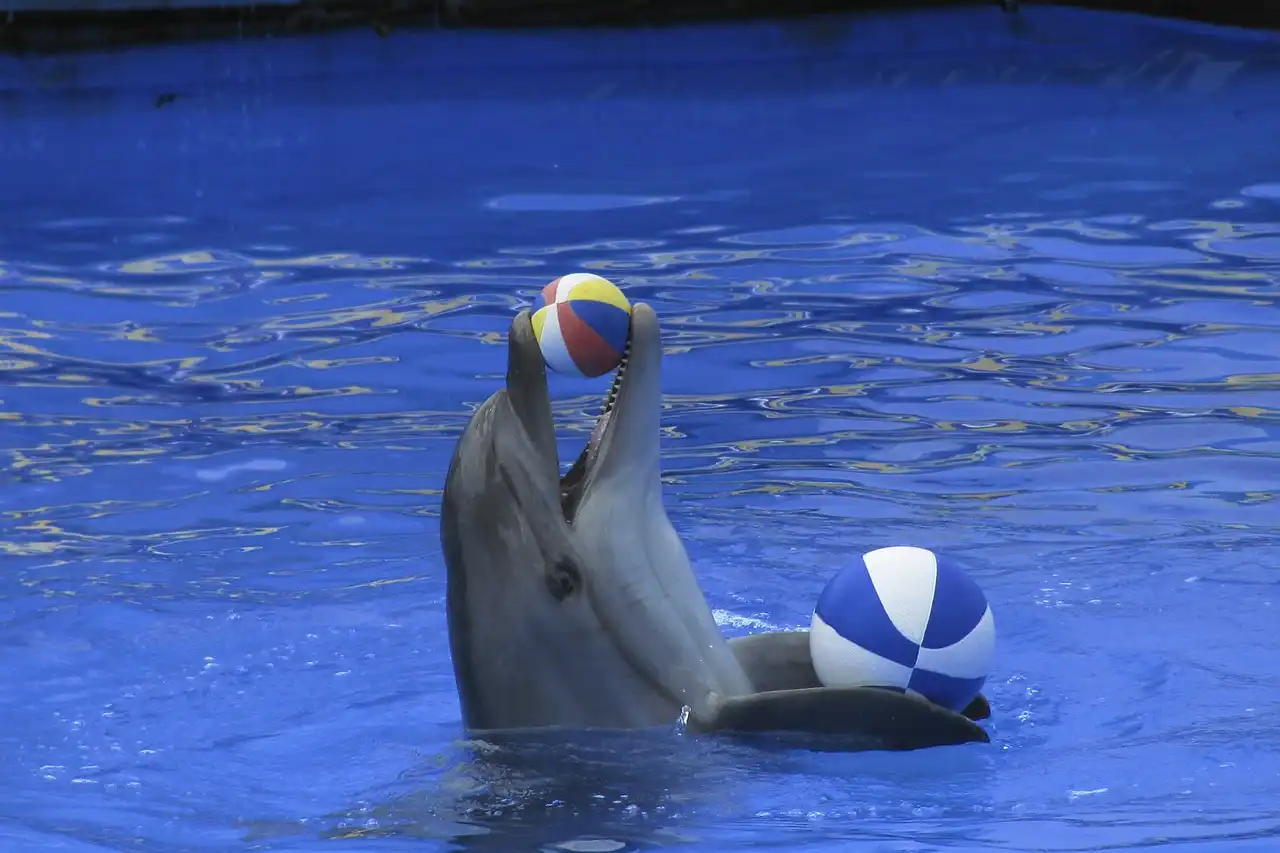 Curiosidades de los delfines: Delfín jugando con una pelota en cautividad / Foto: PB
