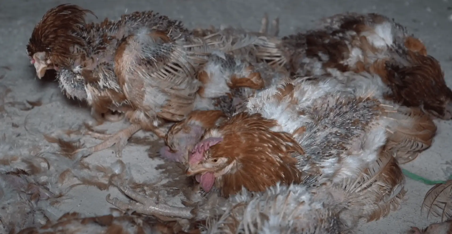 Captura vídeo de gallinas de la granja avícola (Guadalajara) denunciada / Imagen: Equalia