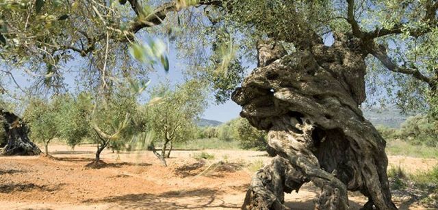 En el 'olivo de las cuatro patas' de Canet lo Roig se ocultó un fugitivo durante la Guerra Civil / Foto: Josep Cano