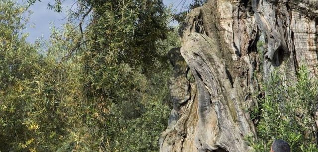 En estado salvaje, un olivo puede alcanzar los veinte metros de altura / Foto: Josep Cano