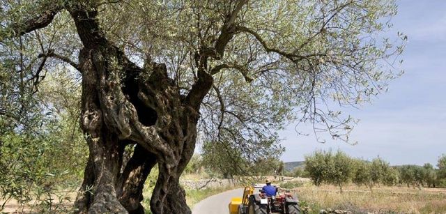 Un tractor atraviesa una de las fincas olivareras, situadas entre Cataluña, Valencia y Aragón / Foto: Josep Cano