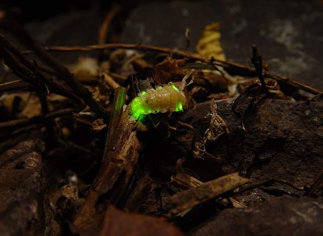 Ejemplar de luciérnaga hembra ('Lampyris noctiluca')