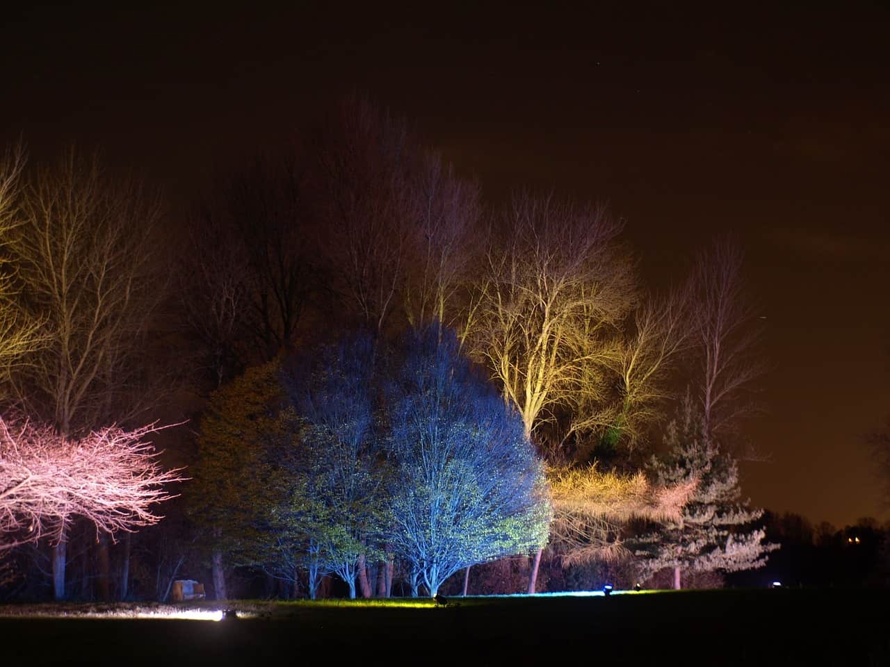 Las luciérnagas están amenazadas por al contaminación lumínica / Foto: PB
