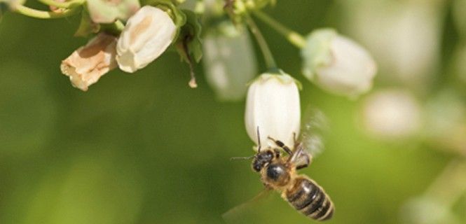 Una abeja libando en una de las flores de arándano ('Vaccinium corymbosum'), una de las especies estudiadas / Foto: Joseph Mohyla
