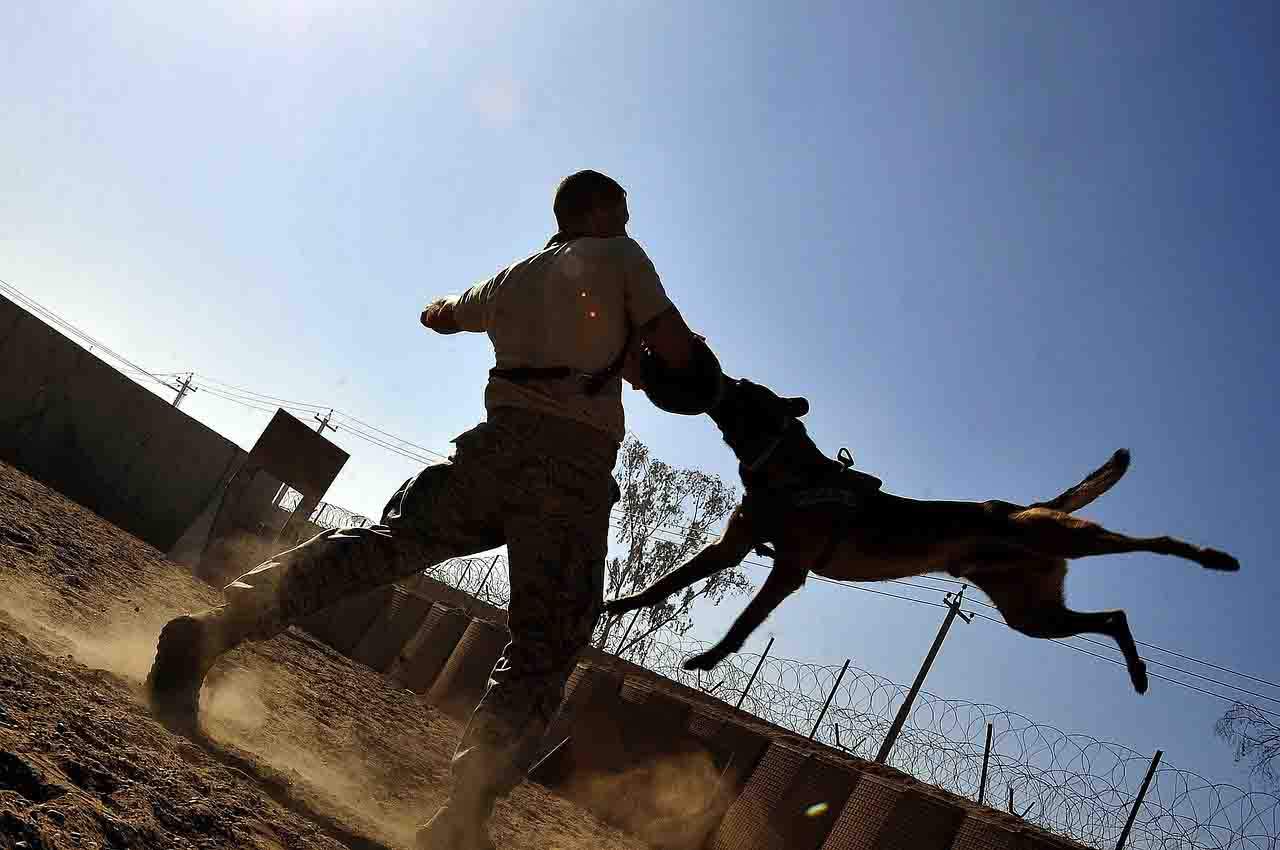 Hay más mordeduras de perros en los días calurosos y contaminados / Foto: PB