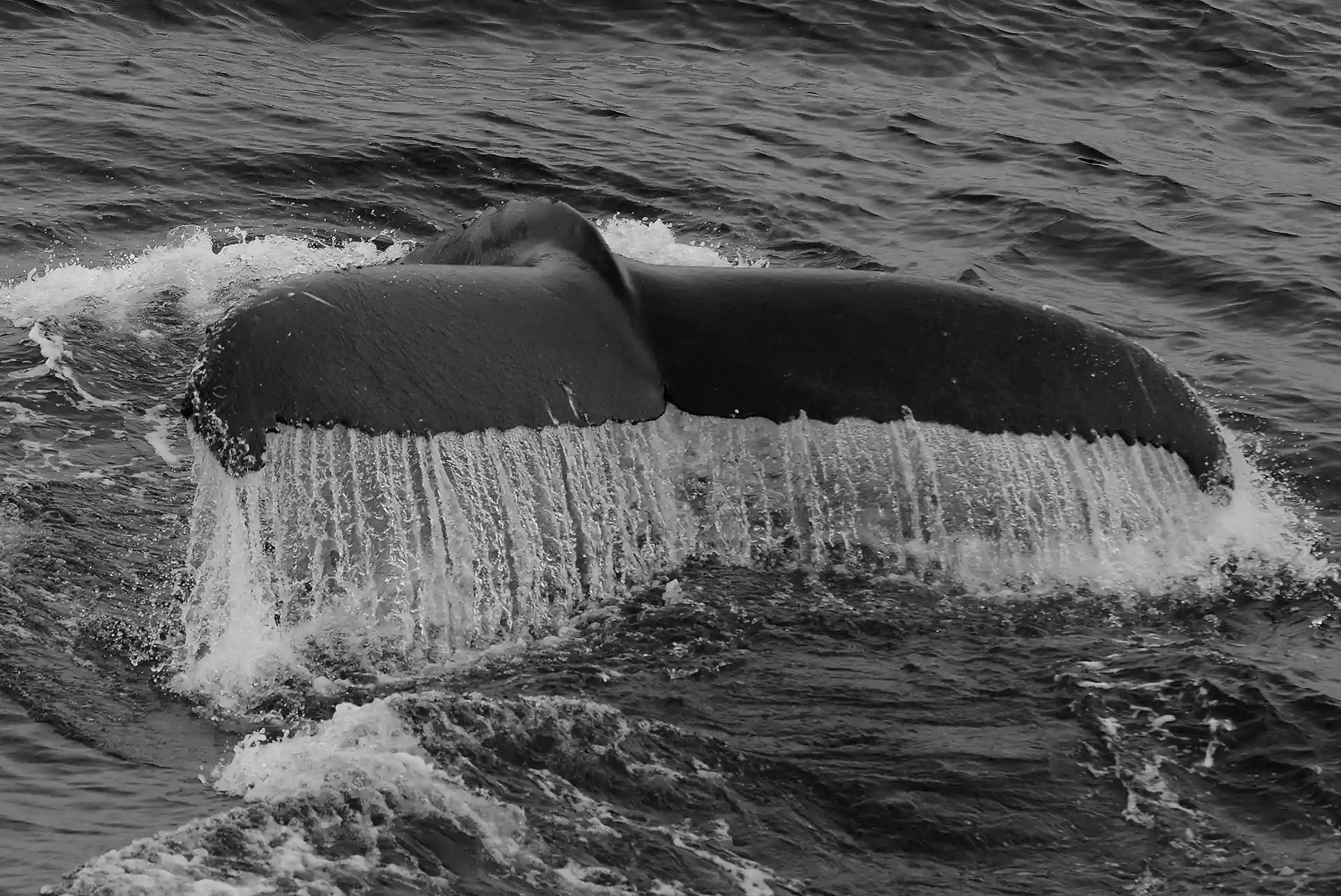 Antártida. Ballenas Jorobadas se alimentan en la superficie junto a la costa de la Tierra de Graham / Foto: Alfons Rodríguez