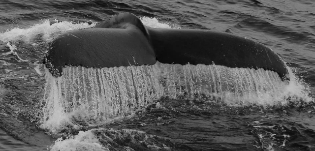 Antártida. Ballenas Jorobadas se alimentan en la superficie junto a la costa de la Tierra de Graham / Foto: Alfons Rodríguez