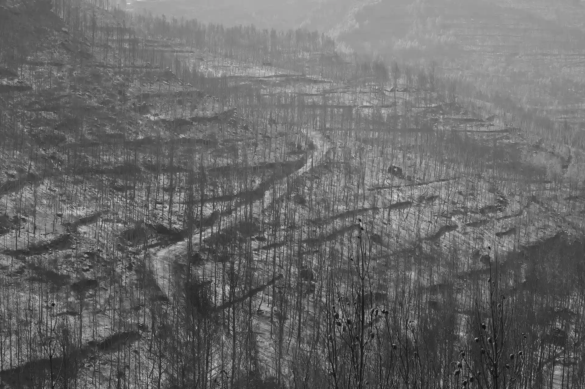 España. Los bosques y selvas del planeta son como un sumidero para eliminar CO2 / Foto: Alfons Rodríguez España. Los bosques y selvas del planeta son como un sumidero para eliminar CO2 / Foto: Alfons Rodríguez