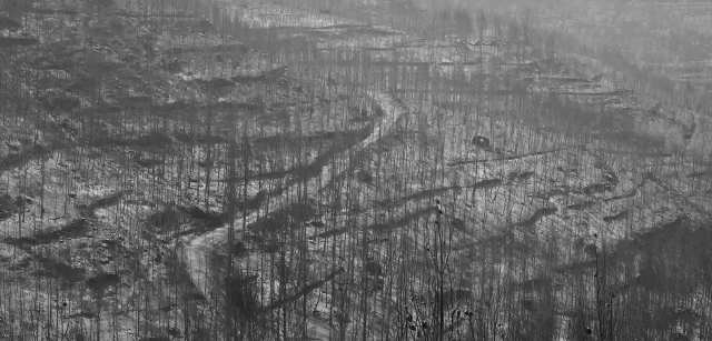 España. Los bosques y selvas del planeta son como un sumidero para eliminar CO2 / Foto: Alfons Rodríguez