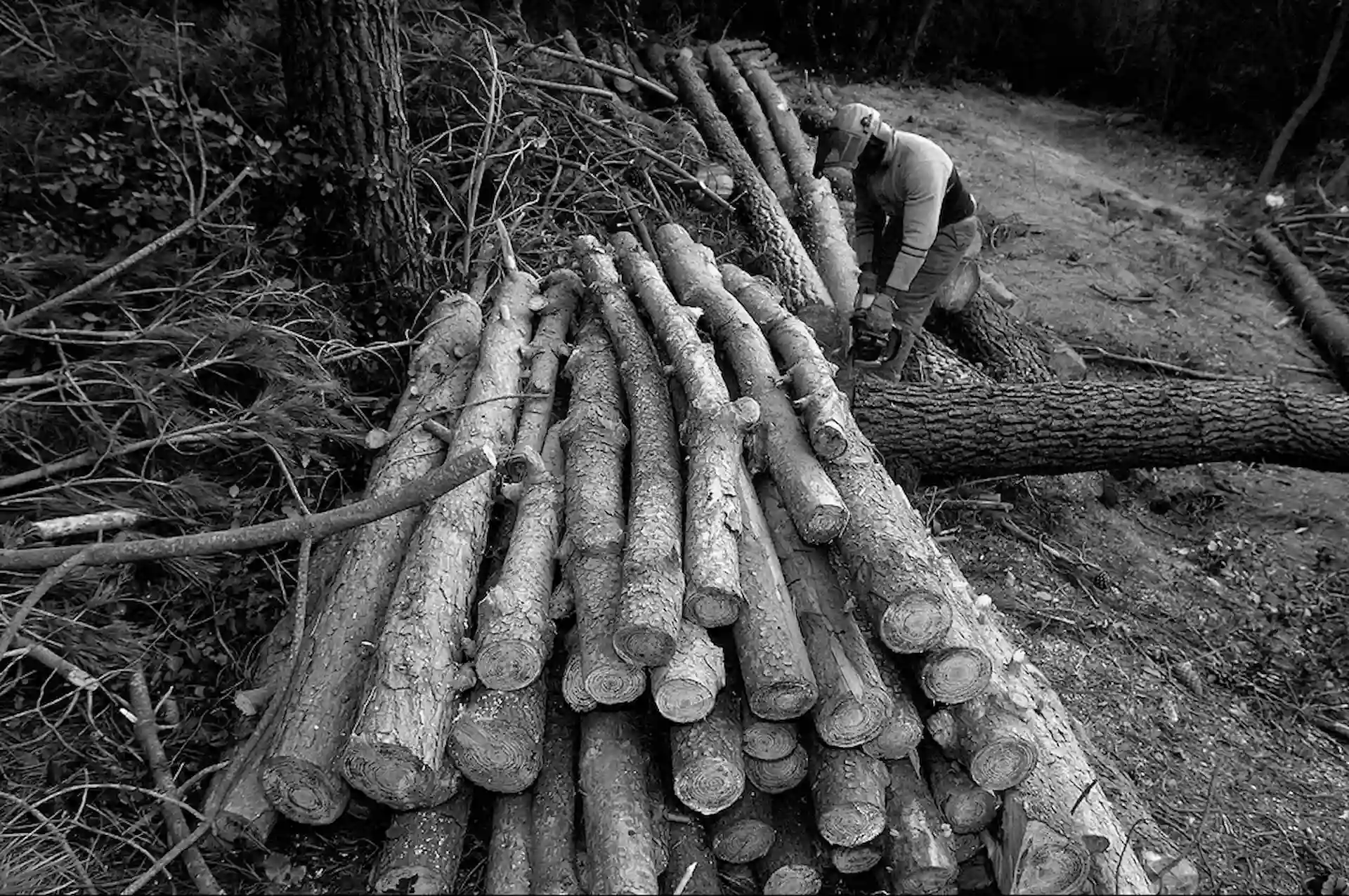 España. Poco más del 30% del territorio español está cubierto por bosques / Foto: Alfons Rodríguez