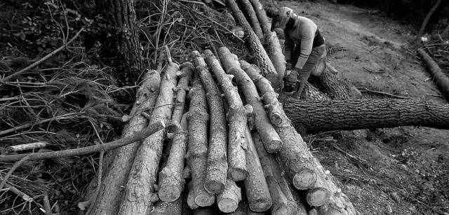 España. Poco más del 30% del territorio español está cubierto por bosques / Foto: Alfons Rodríguez