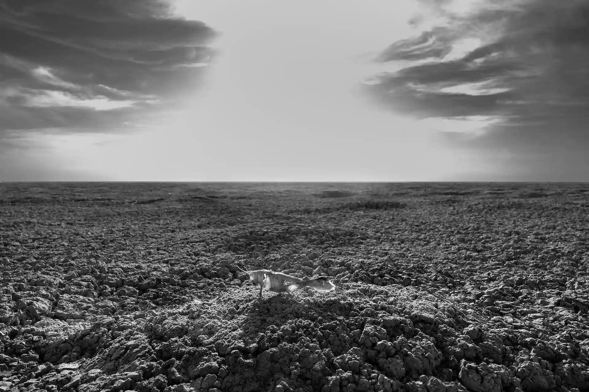 Namibia. La sequía azota el Etosha Pan. Las lluvias estacionales son importantes para la vida en estas regiones y cada vez son más escasas / Foto: Alfons Rodríguez