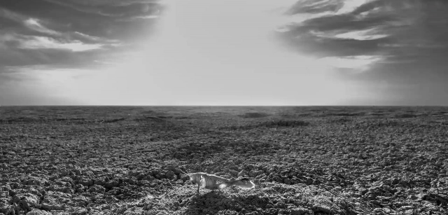 Namibia. La sequía azota el Etosha Pan. Las lluvias estacionales son importantes para la vida en estas regiones y cada vez son más escasas / Foto: Alfons Rodríguez