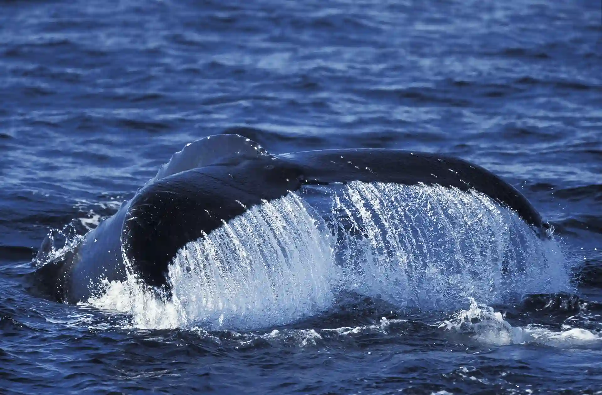 Cola de ballena jorobada. La ONU aprueba el Tratado de Biodiversidad en alta mar / Foto: EP