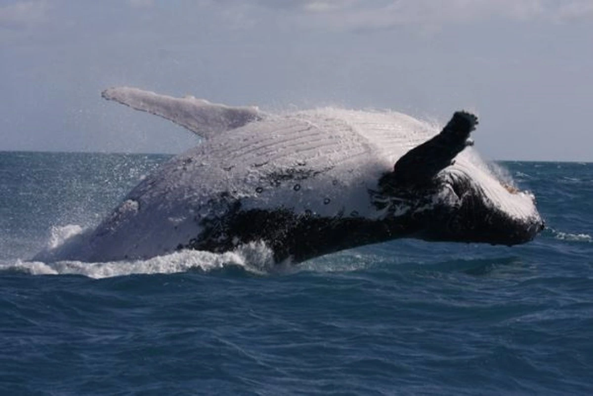 Islandia paraliza la caza de ballenas / Foto: EP