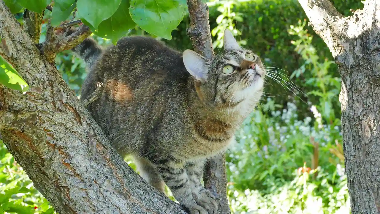 Los gatos y la gestión de la biodiversidad entornos rurales y periurbanos / Foto: PB