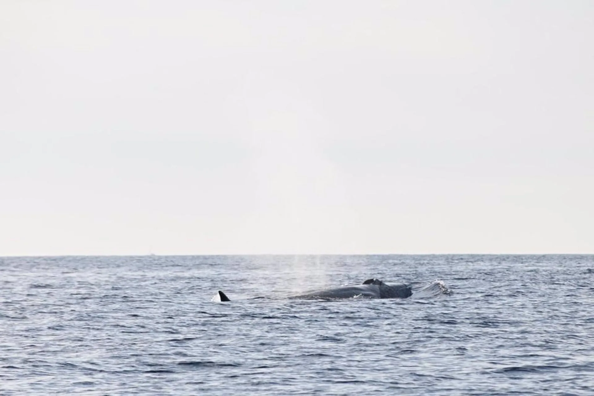 Avistamiento de ballenas / Foto: UPV