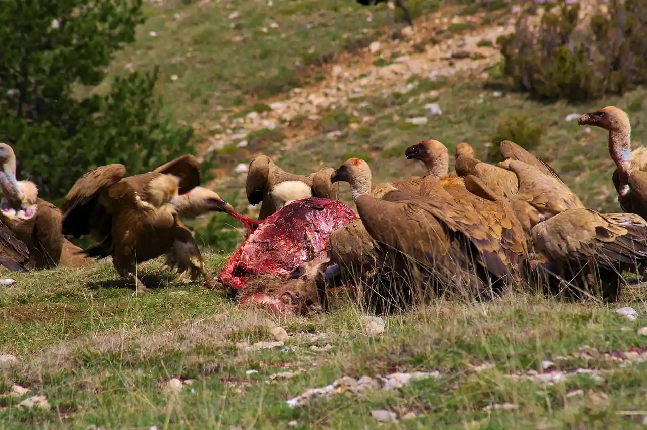 Buitres leonados cambian su patrón alimenticio. Buitres leonados en la Reserva Natural de Caza de Boumort, Lérida / Foto: Wikipedia