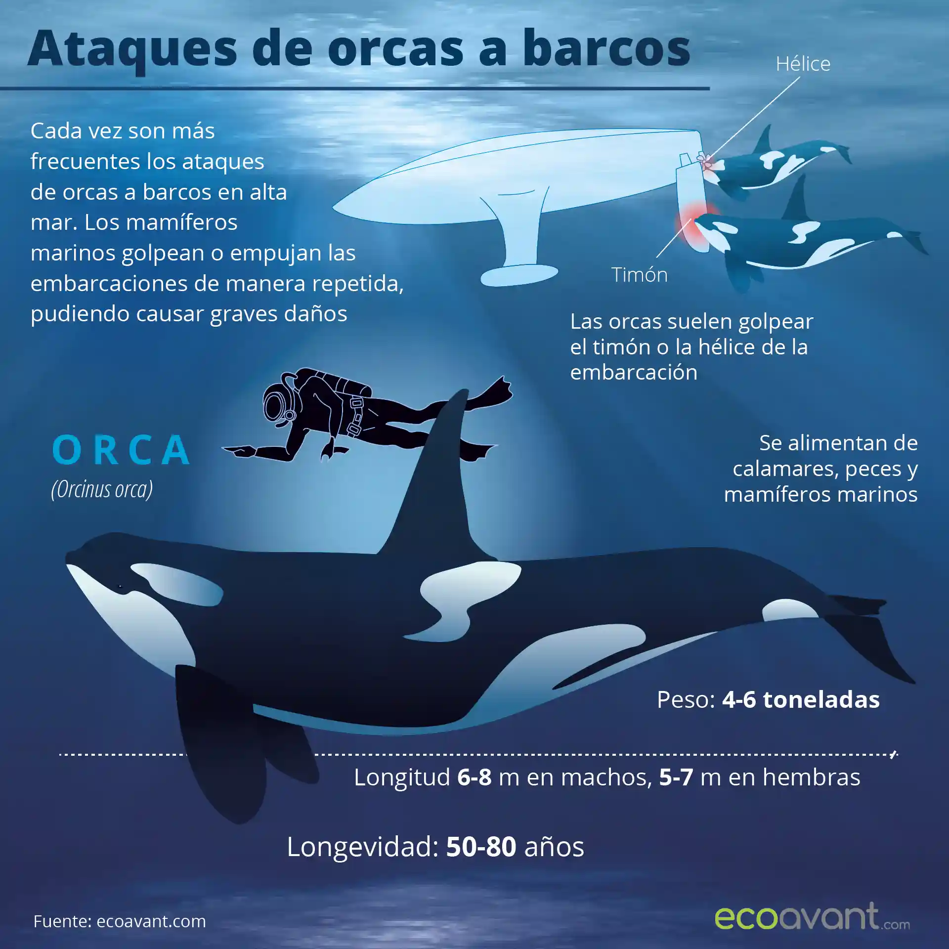 "Ataques" de orcas a barcos / Infografía: EcoAvant.com