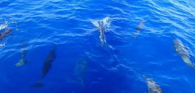 Curiosidades de los delfines. Fuente: PB
