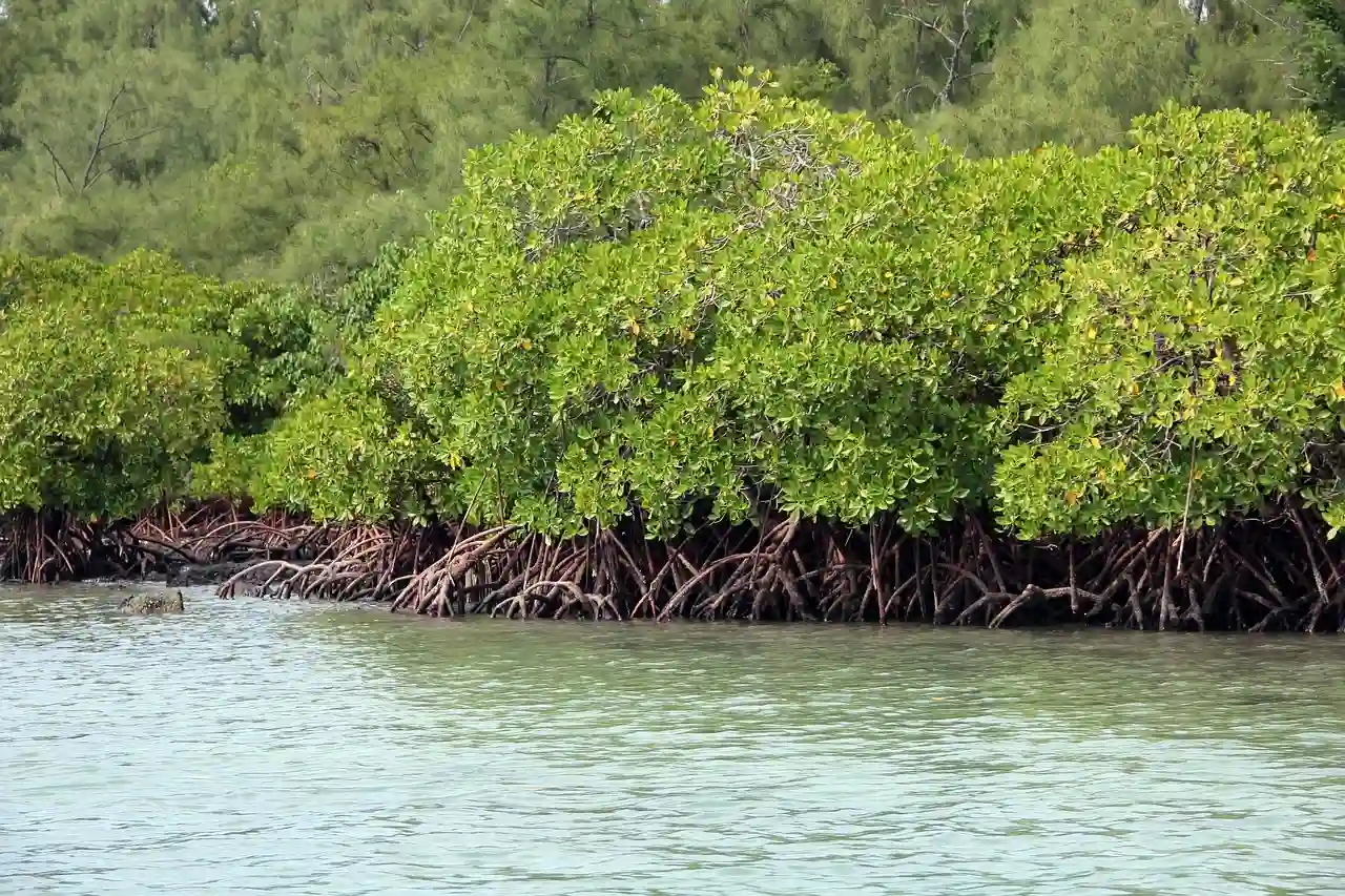Manglar. Día Internacional de los Trópicos 2024 / Foto: PB