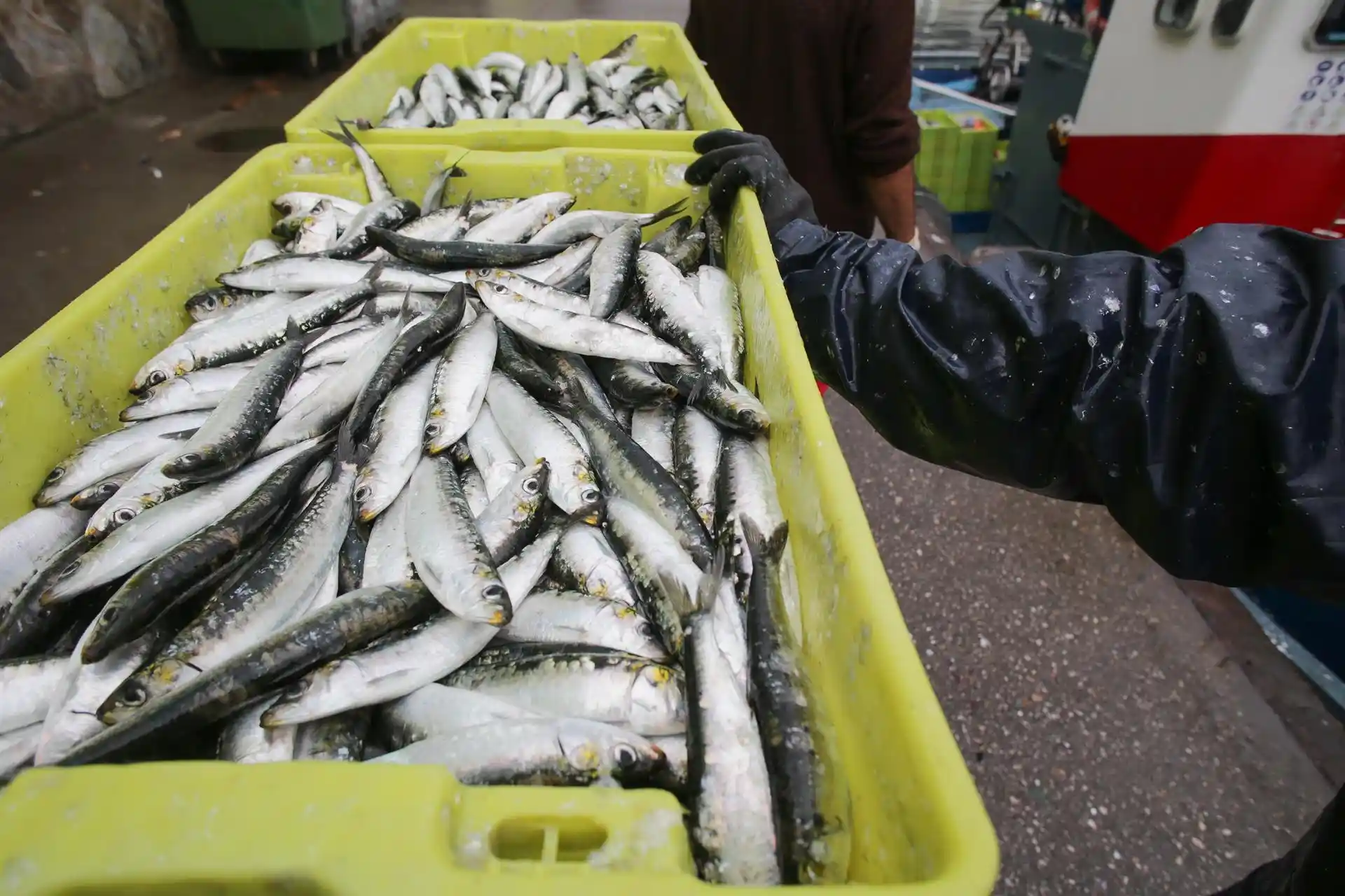 Revisión de las normas de control contra las capturas ilegales en la UE. Cajas de sardinas a su llegada al puerto de Burela / Foto: Carlos Castro - EP
