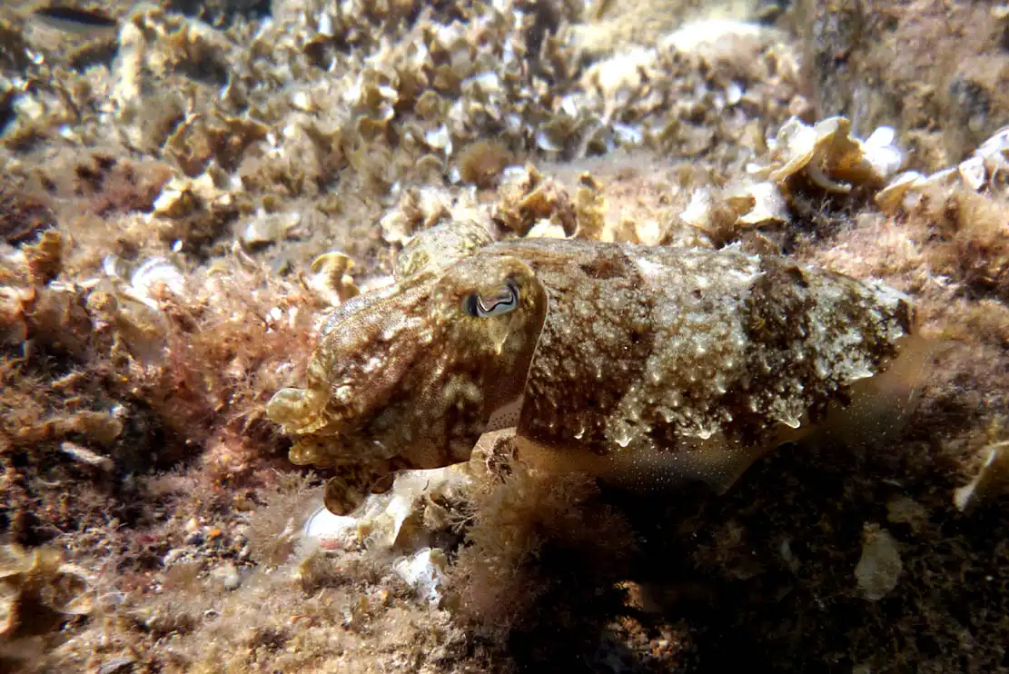 Un ejemplar de sepia camuflándose de acuerdo con el fondo. Una extraordinaria habilidad de los cefalópodos  / Foto: Wikipedia
