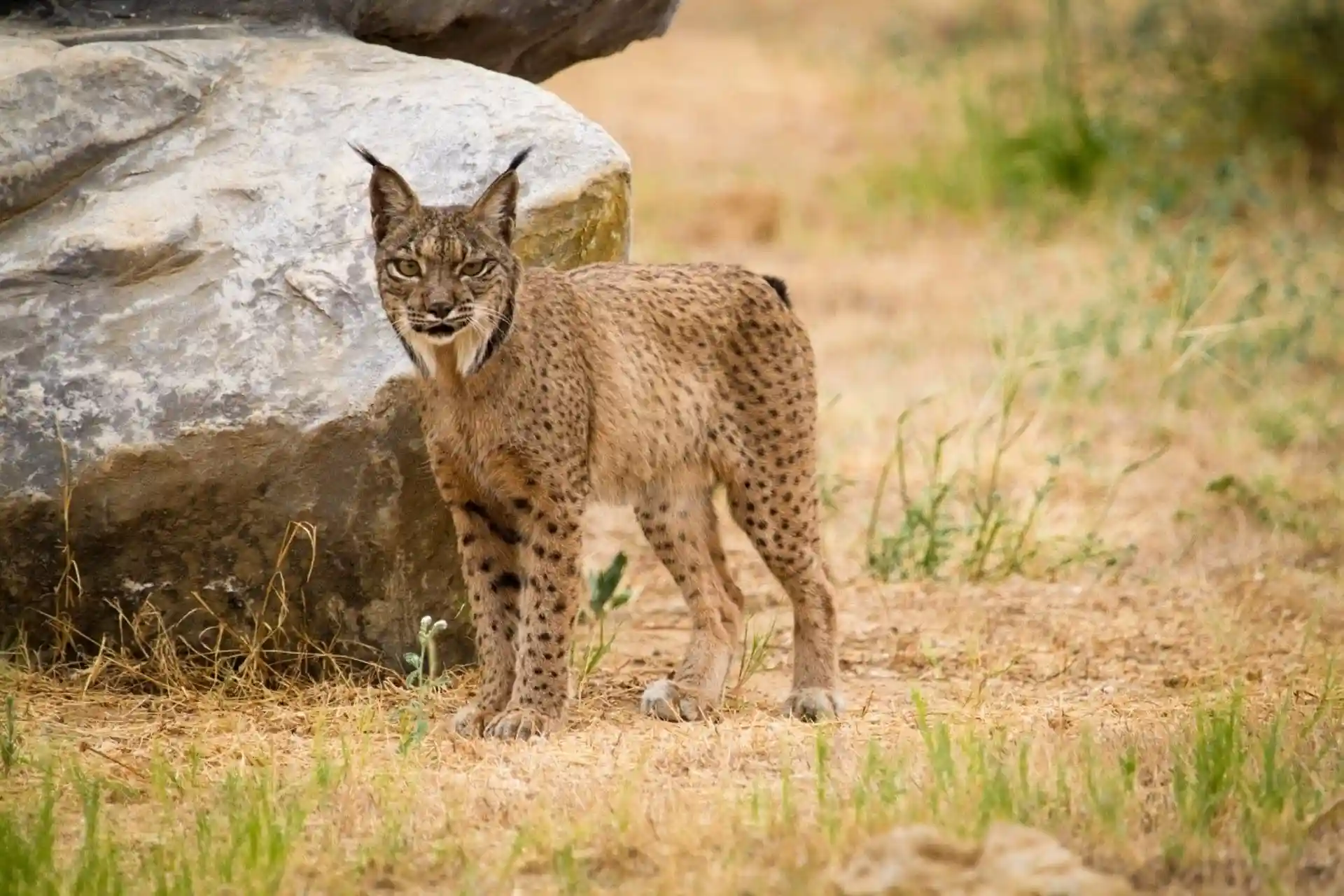 La población de lince ibérico no es aún viable a largo plazo / Foto: CSIC