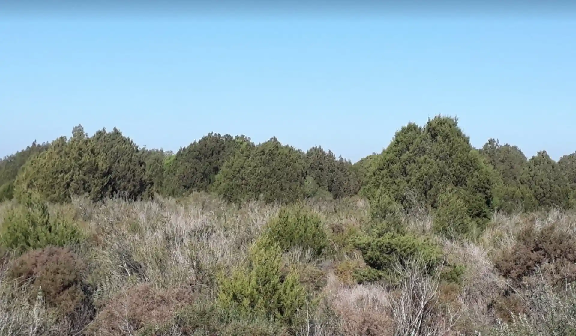 Sabinar joven en la Reserva Biológica de Doñana. El papel de animales en la dispersión de las semillas / Foto: Jorge Isla