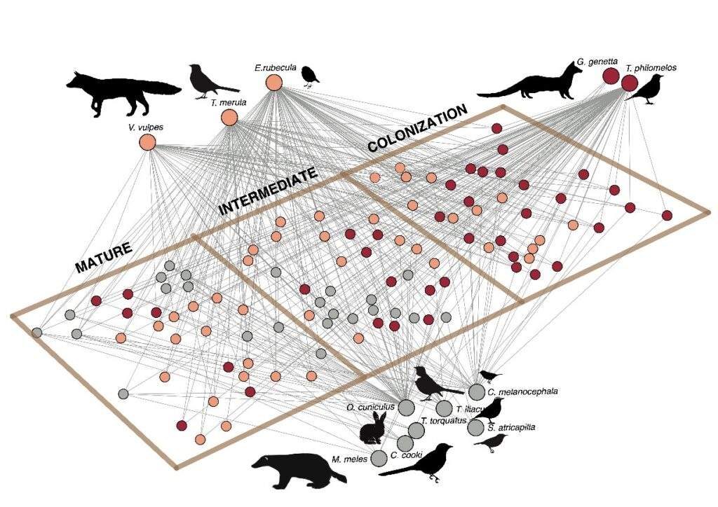 Las aves y los mamíferos que expanden la sabina negra al comer sus frutos y dispersar sus semillas Las aves y los mamíferos que expanden la sabina negra al comer sus frutos y dispersar sus semillas