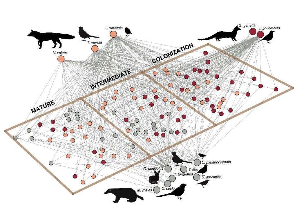 Las aves y los mamíferos que expanden la sabina negra al comer sus frutos y dispersar sus semillas