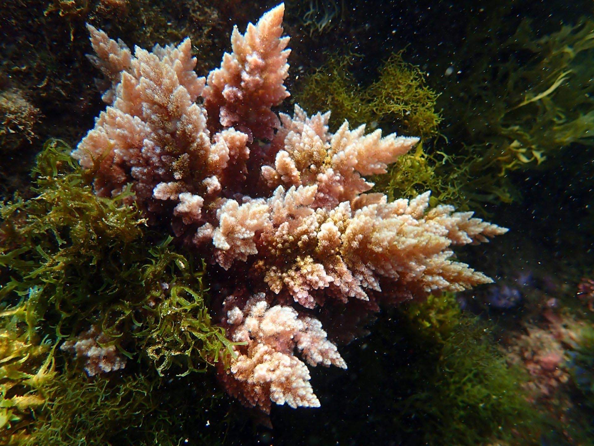 Aspecto del alga sobre los bloques de las piscinas del Besòs en el Port Fòrum / Foto: EP