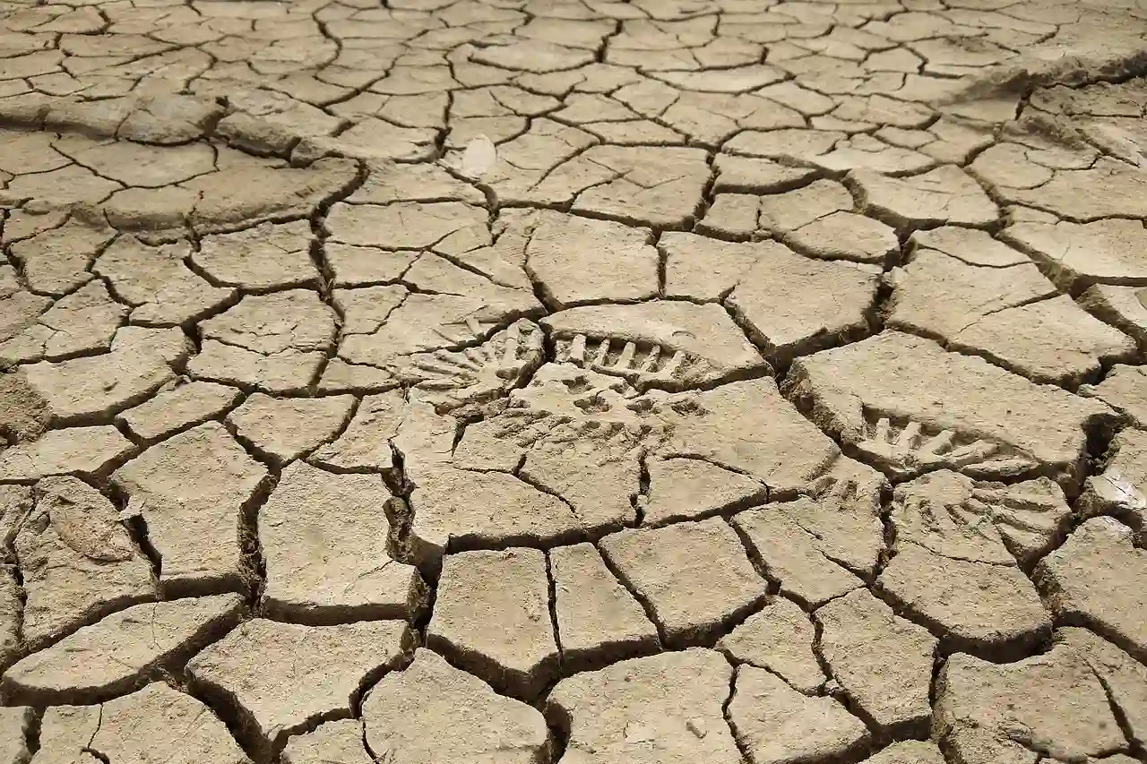Imagen del Día Internacional del suelo 2024 / Foto: PB
