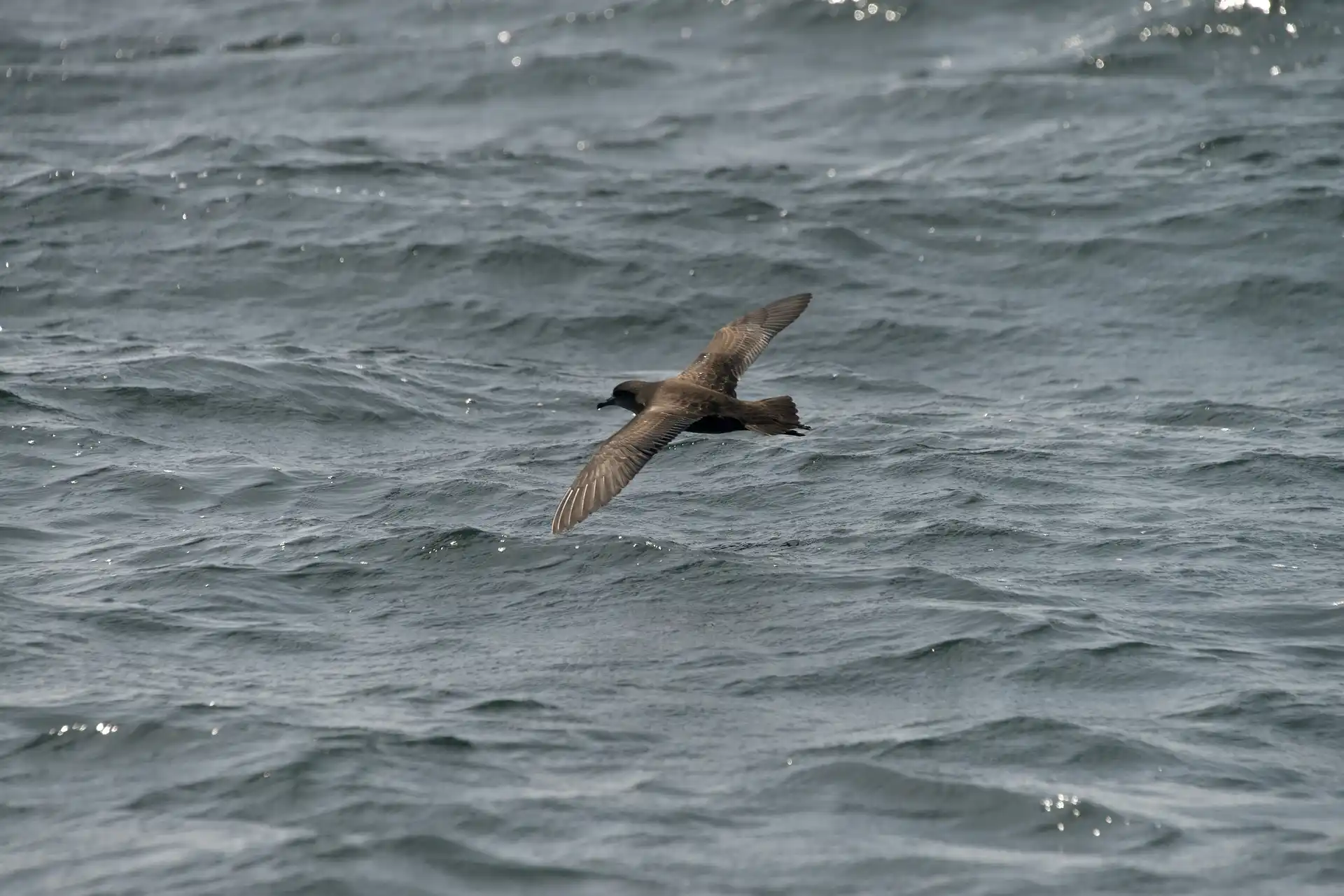 Las aves oceánicas más amenazadas del planeta son los petreles y las pardelas / Foto: PB