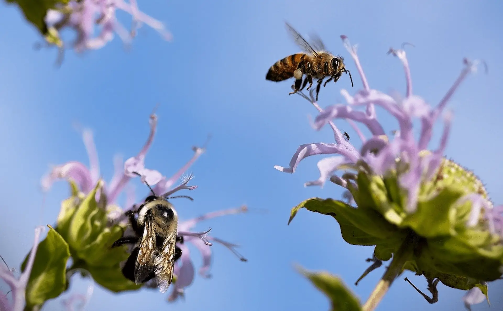 El aceite rico en omega 3 puede prevenir los daños causados por los pesticidas neonicotinoides en abejas melíferas / Foto: PB