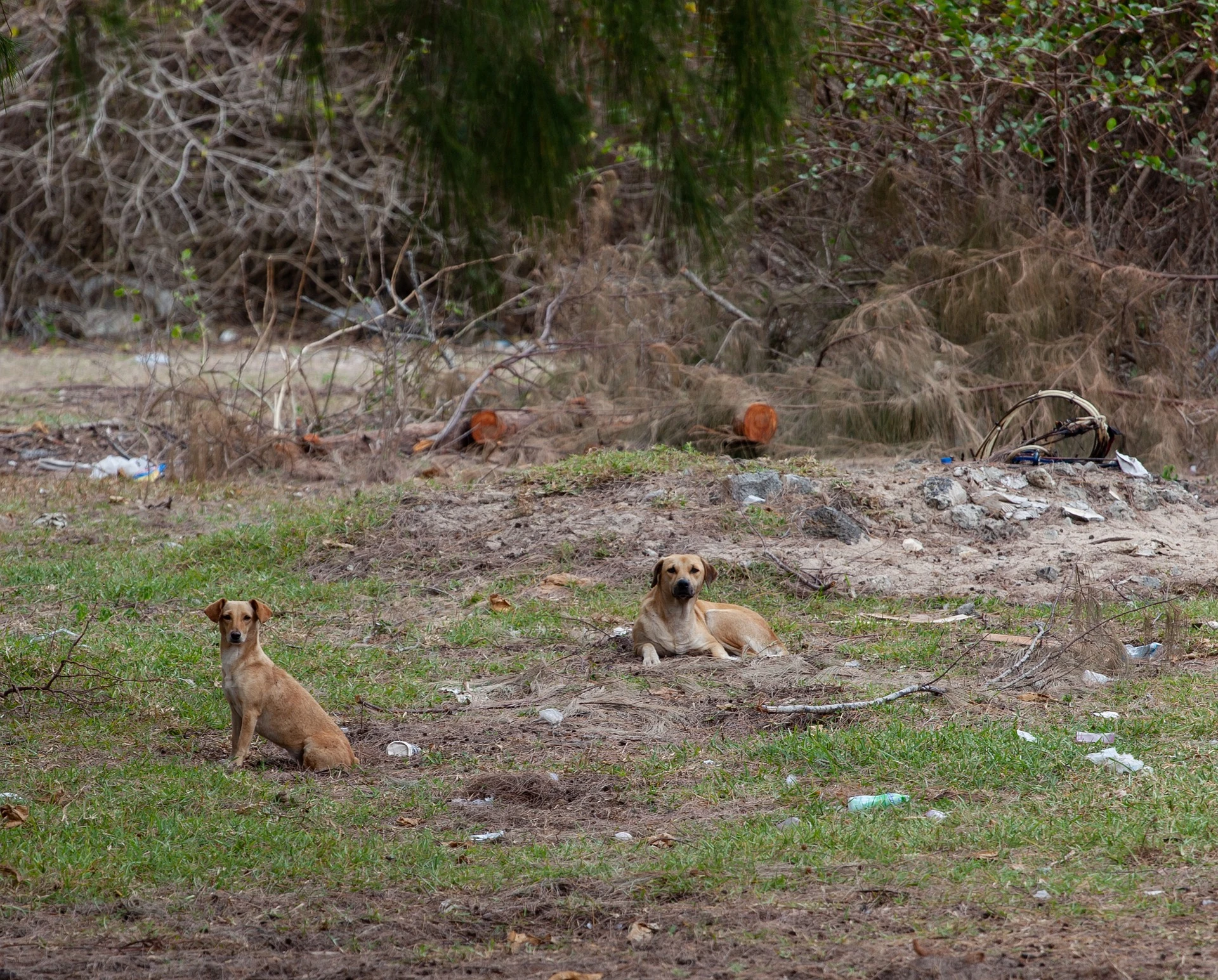 La capacidad de procesar información en los perros callejeros / Foto: PB