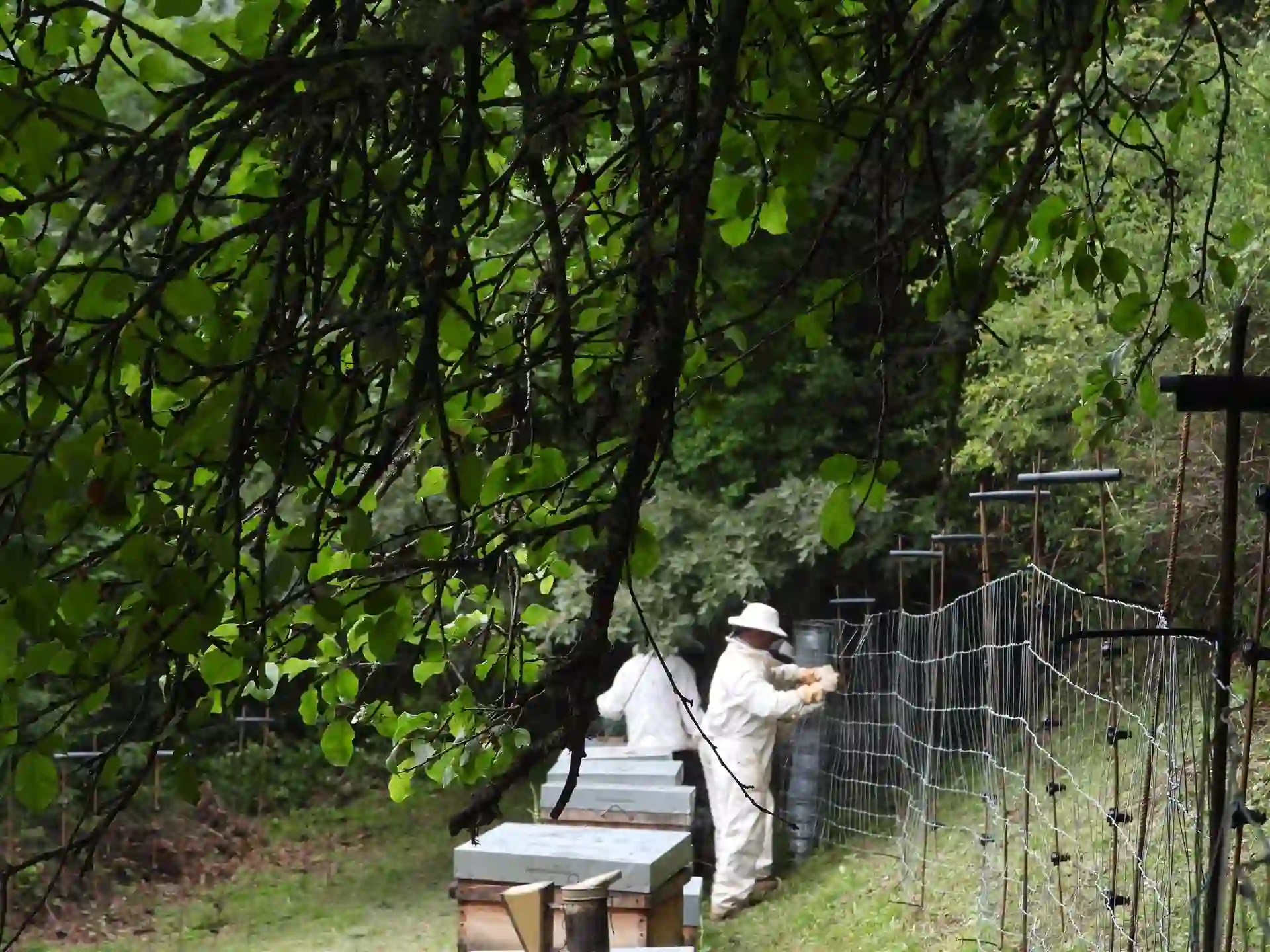 Apicultores instalando los nuevos sistemas de protección para evitar daños de oso en sus colmenas / Foto: FAPAS