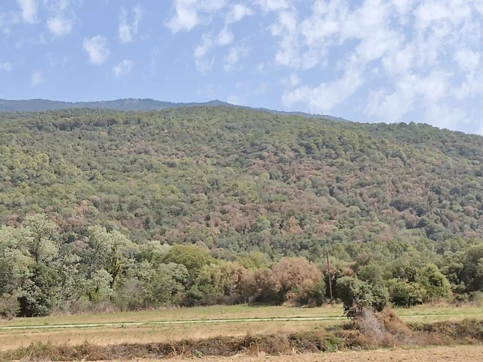 La sequía afectó a 33.000 hectáreas de bosque en Catalunya en 2022, según el informe DeBosCat / Foto: EP