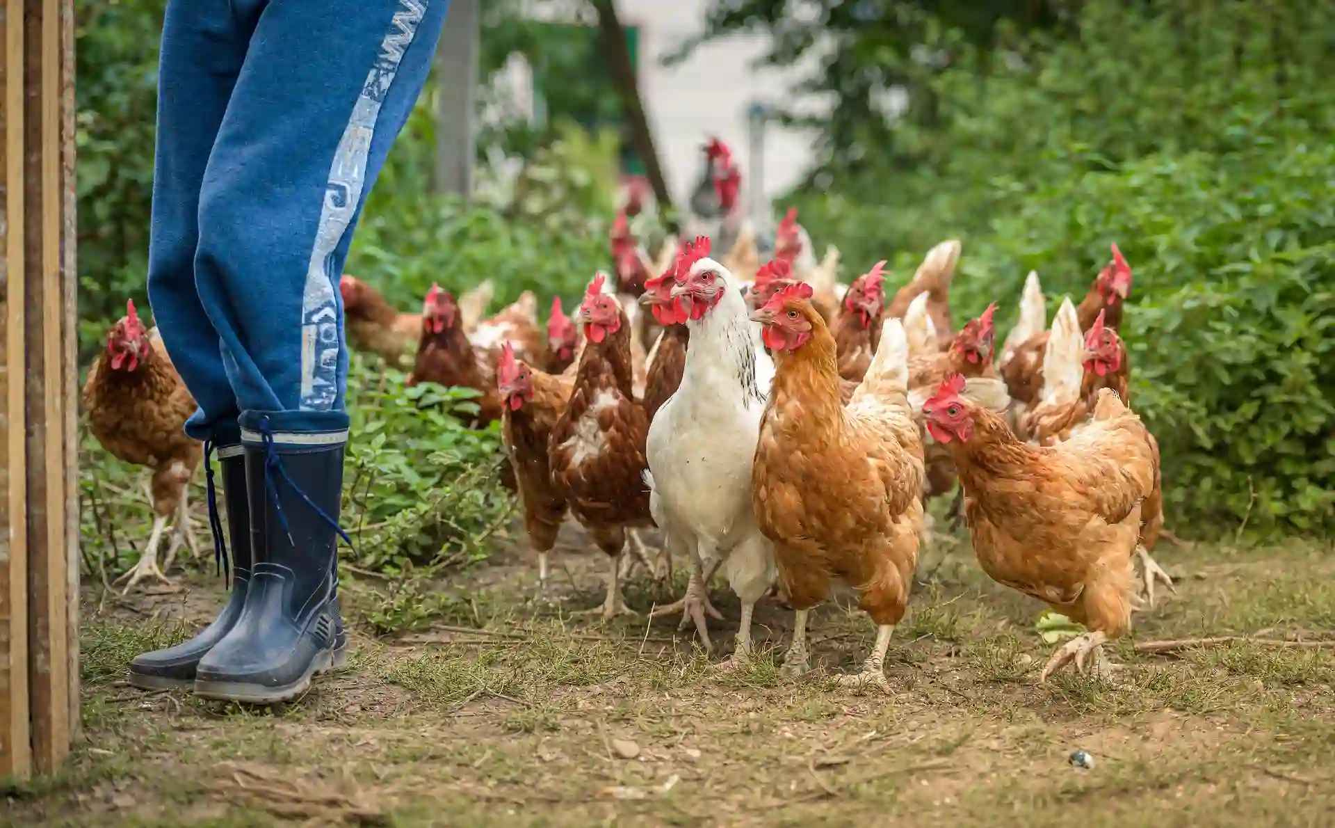 Tener en cuenta el bienestar animal en las políticas alimentarias y climáticas / Foto: PB