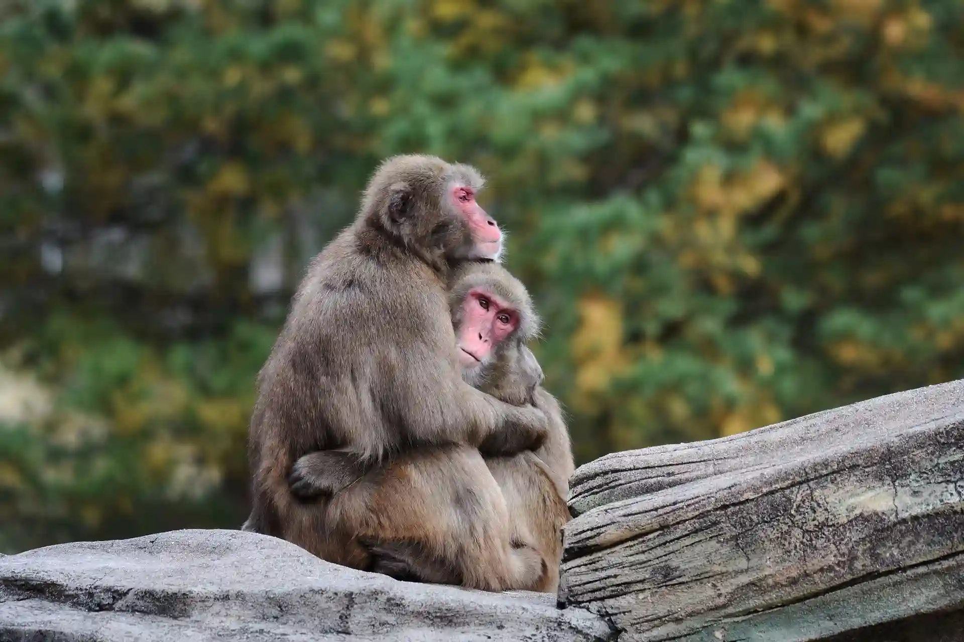 El comportamiento homosexual entre los macacos estrecha sus vínculos sociales / Foto: PB