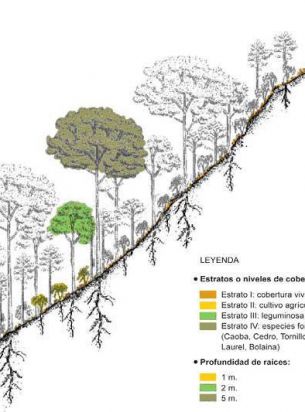 Gráfico del sistema 'cultivo por capas' / Soluciones Prácticas Gráfico del sistema 'cultivo por capas' / Soluciones Prácticas