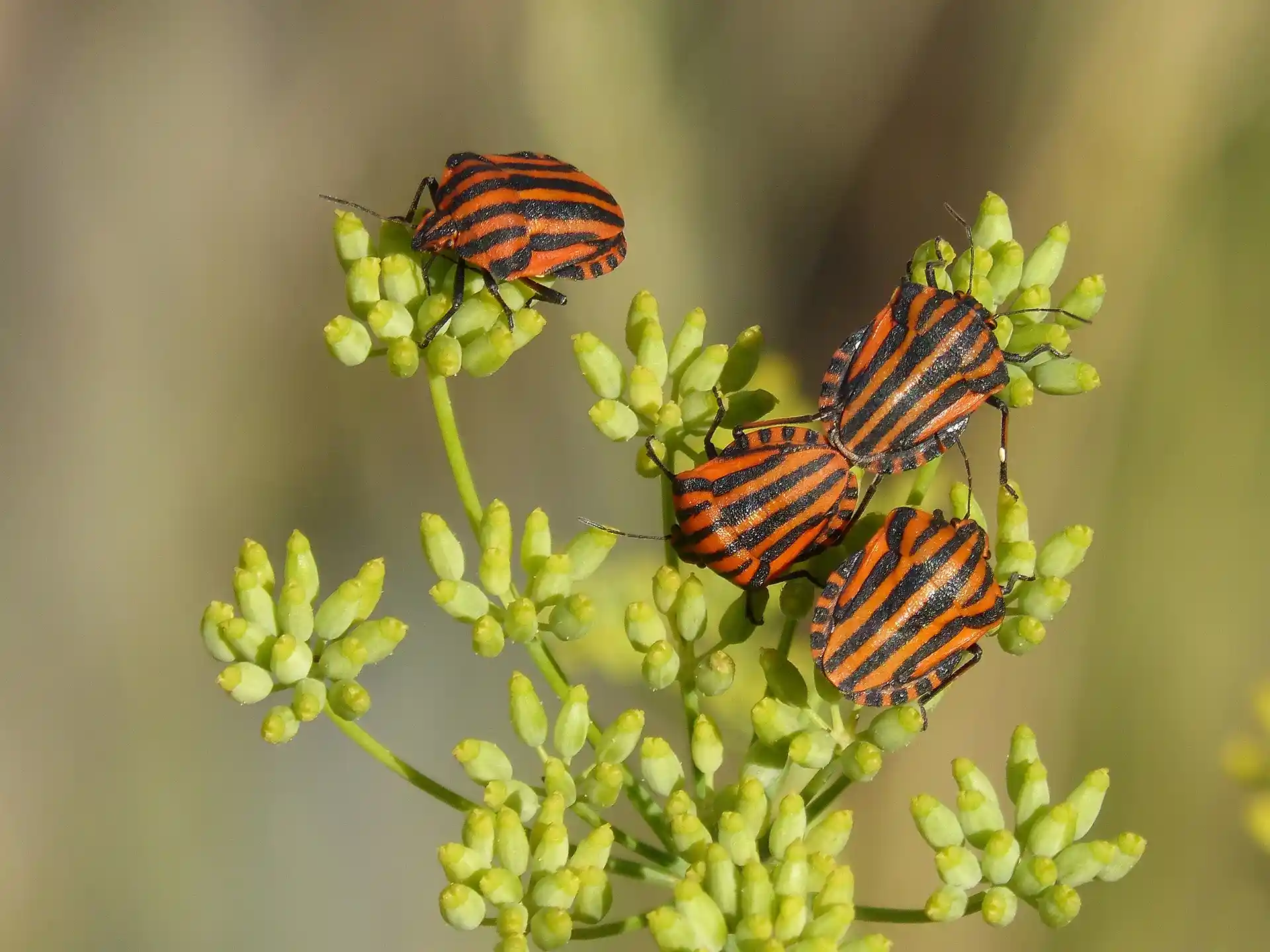 'Detener el declive de los insectos', que afecta a un tercio de las especies / Foto: PB