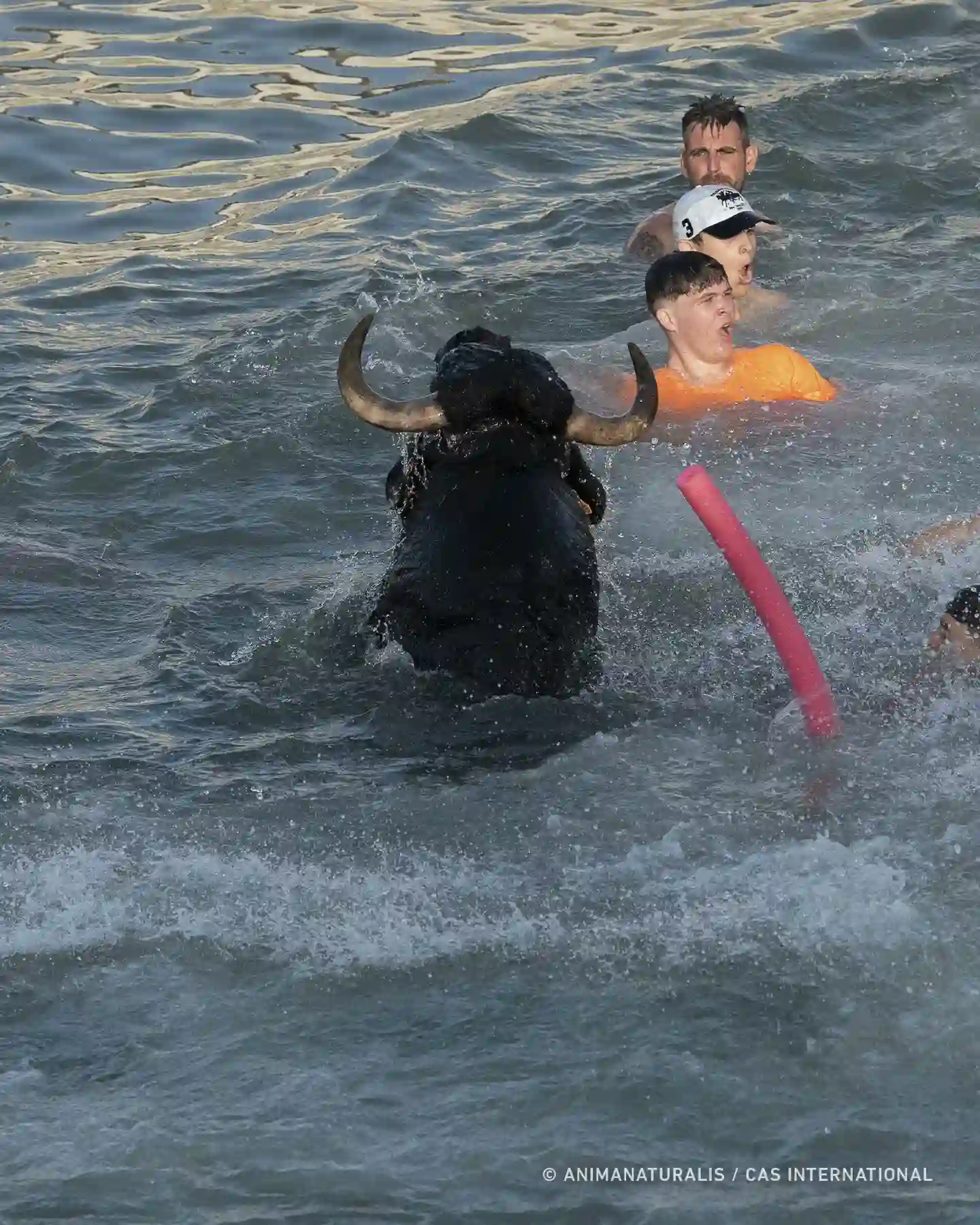 Un toro se ahogó durante el espectáculo taurino 'bous a la mar' / Foto: AnimaNaturalis