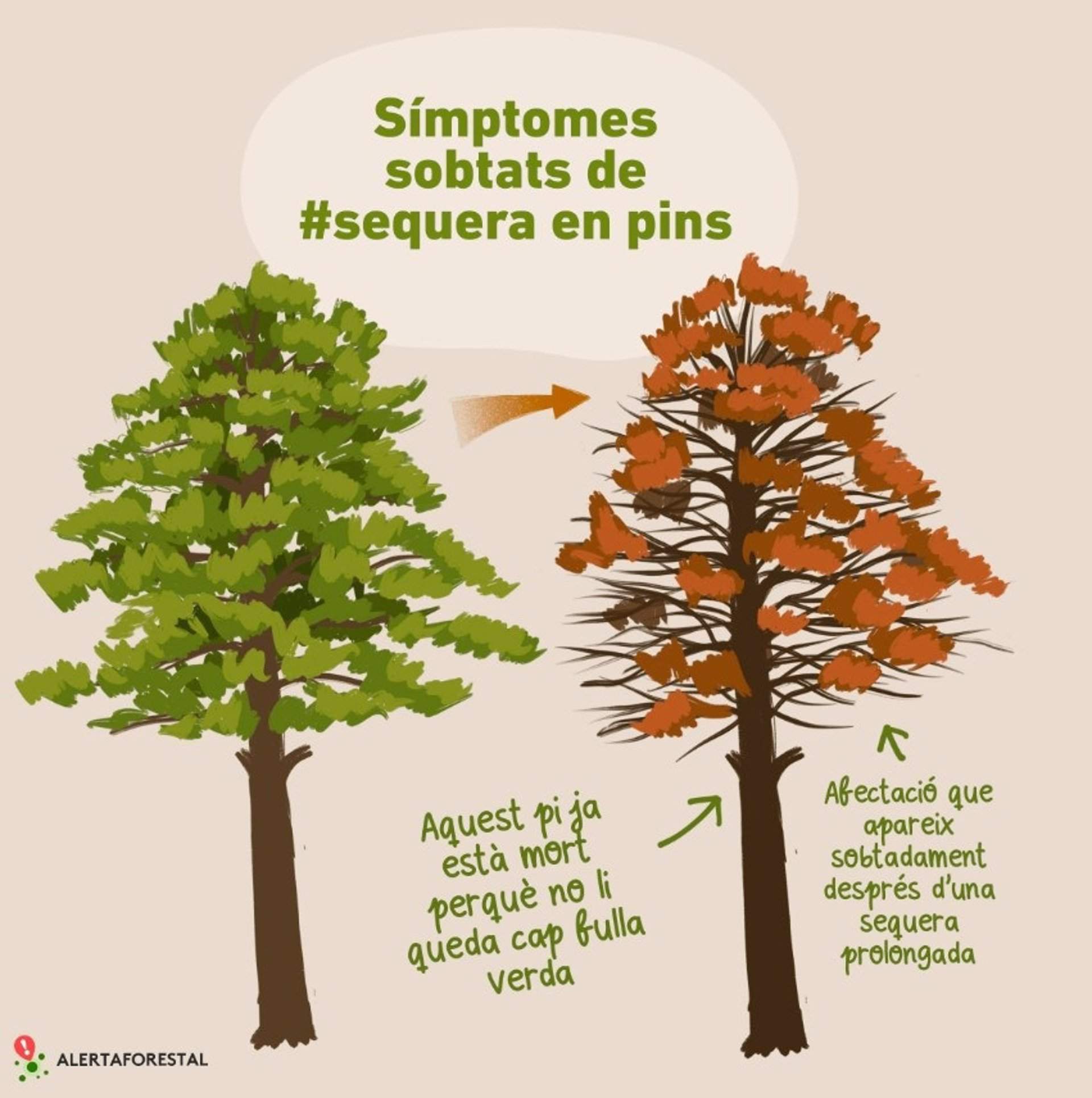 Alerta Forestal avisa de síntomas repentinos de sequía en pinos de Catalunya 