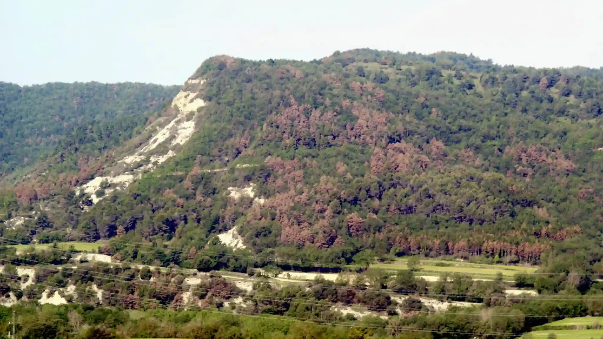 Alerta Forestal avisa de síntomas repentinos de sequía en pinos de Catalunya / Foto: CREAF