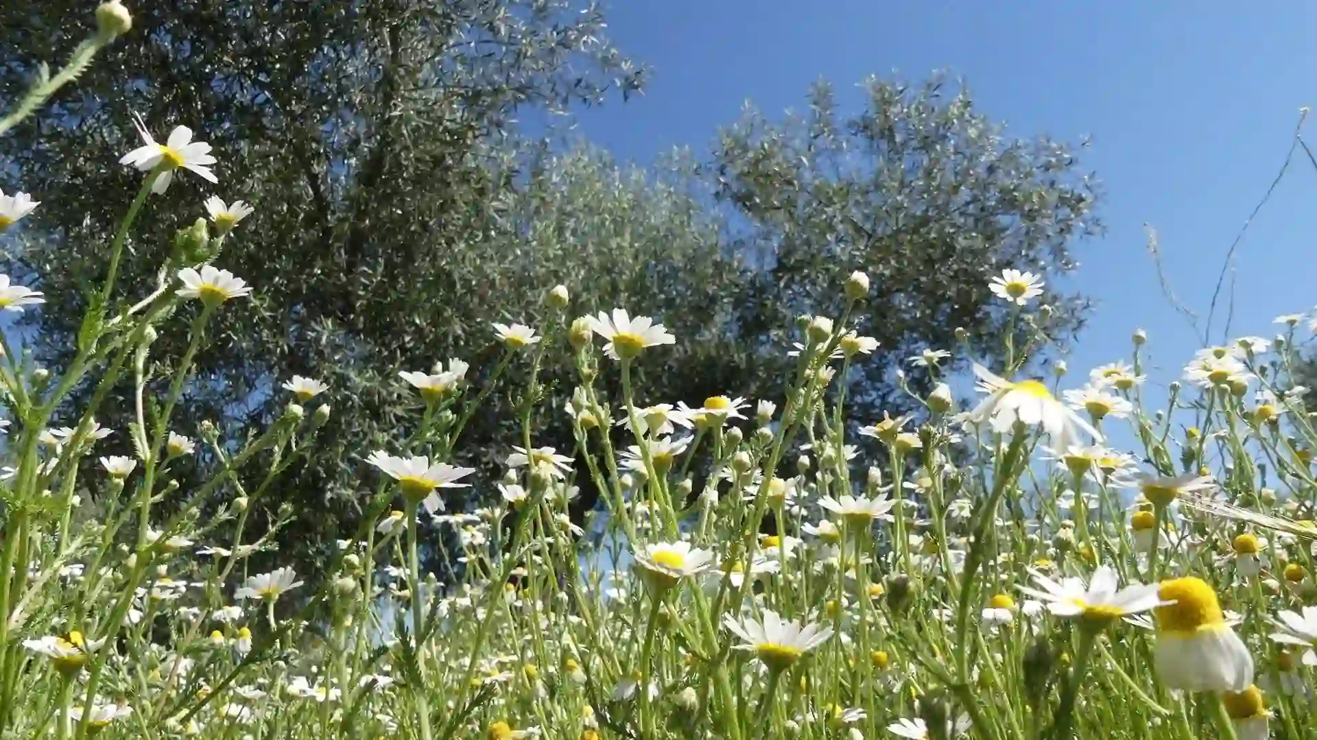 Olivar en la finca La Pontezuela, Toledo, dentro del proyecto ‘Olivares Vivos’ / Foto: Olivares Vivos