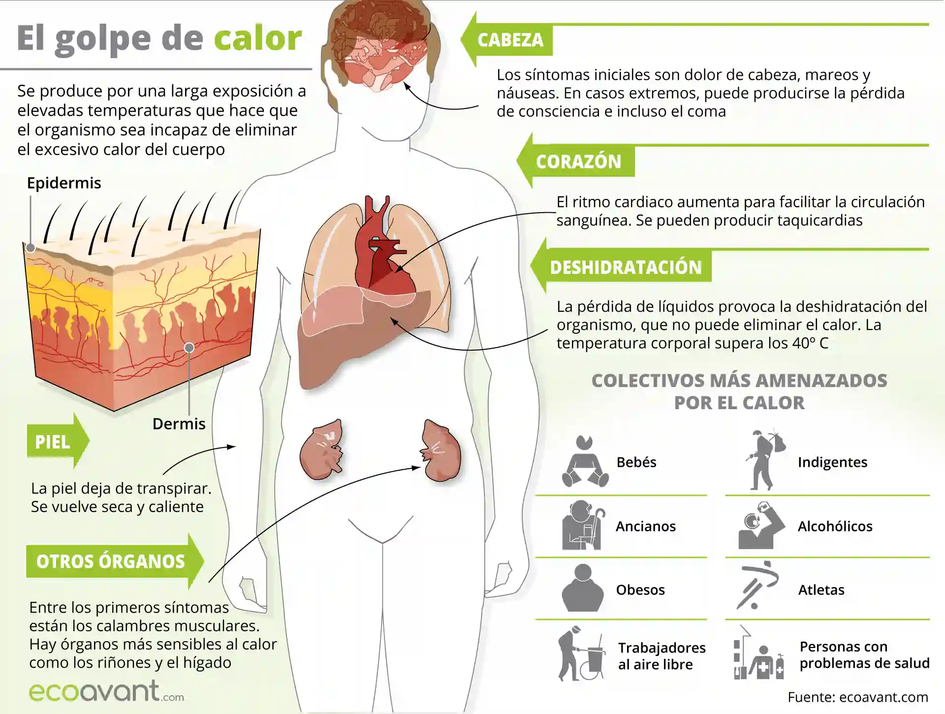 Imágenes sobre qué es un golpe de calor y por qué se produce / Infografía: EcoAvant.com